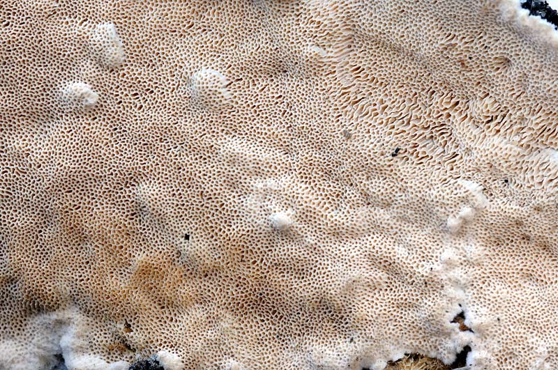 Crosta da determinare - foto 6068 (Junghuhnia nitida)