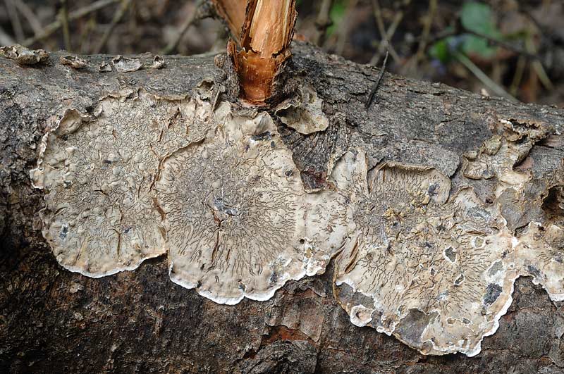 Crosta su Larice - foto 0606 (Stereum sanguinolentum)