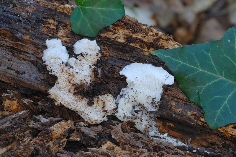 Curiosità più che determinaz.-foto6074(Postia leucomallella)