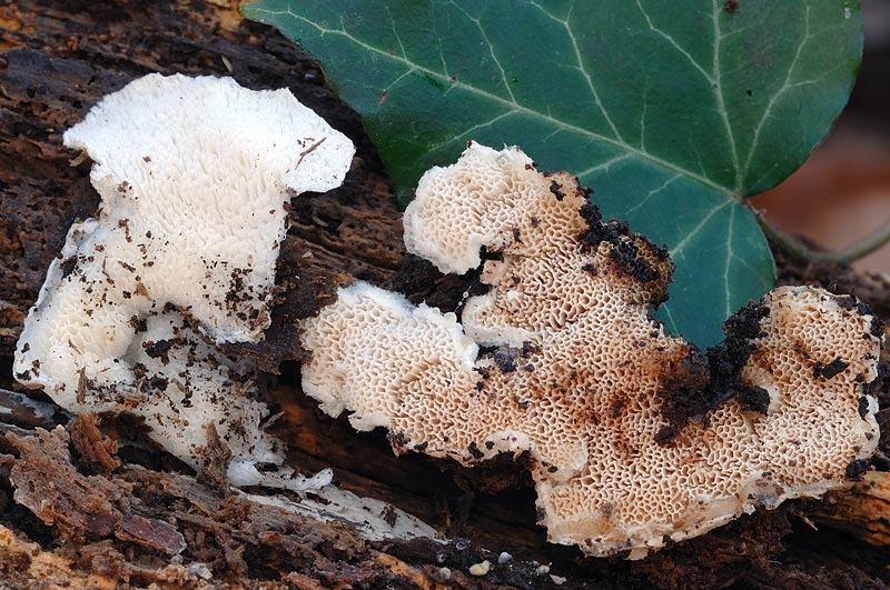 Curiosità più che determinaz.-foto6074(Postia leucomallella)