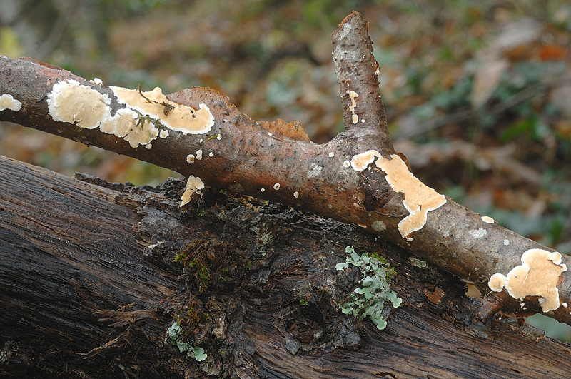 Ancora Steccherinum - foto 6228-6139(Steccherinum ochraceum)