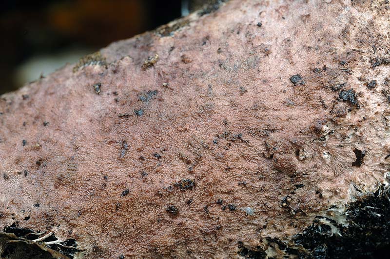 Crosta rosata da det. - foto 6149 (Steccherinum fimbriatum)