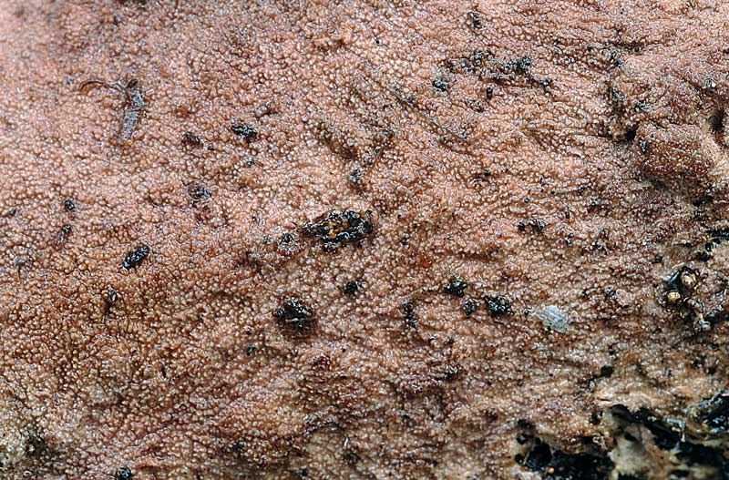 Crosta rosata da det. - foto 6149 (Steccherinum fimbriatum)