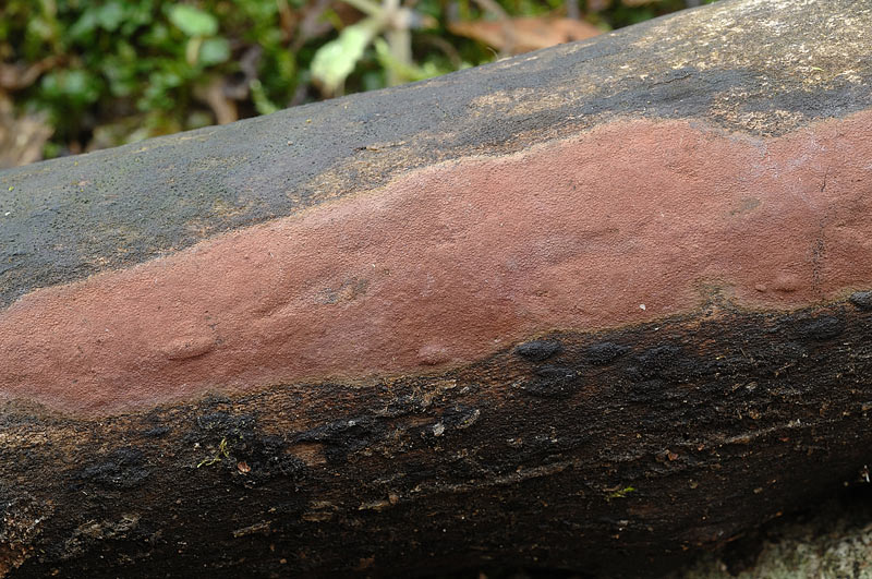 Strana crosta rossa - foto 6239