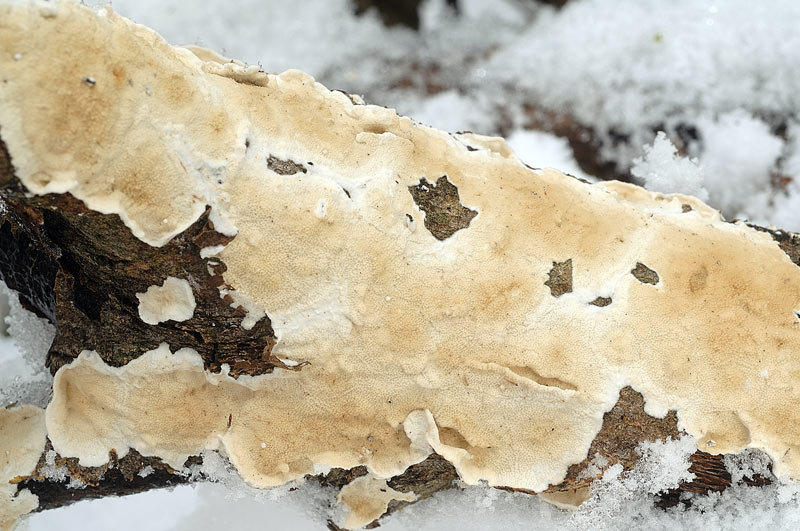Crosta chiara su latifoglia-foto6298 (Byssomerulius corium)