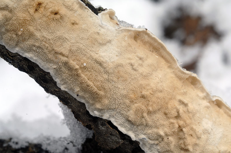 Crosta chiara su latifoglia-foto6298 (Byssomerulius corium)