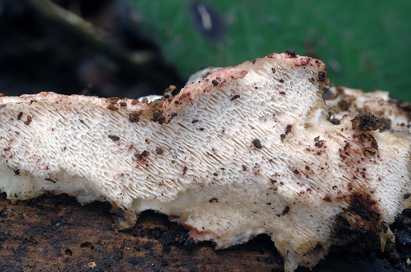 Approfondim. su crosta bianca-foto6563(Postia leucomallella)