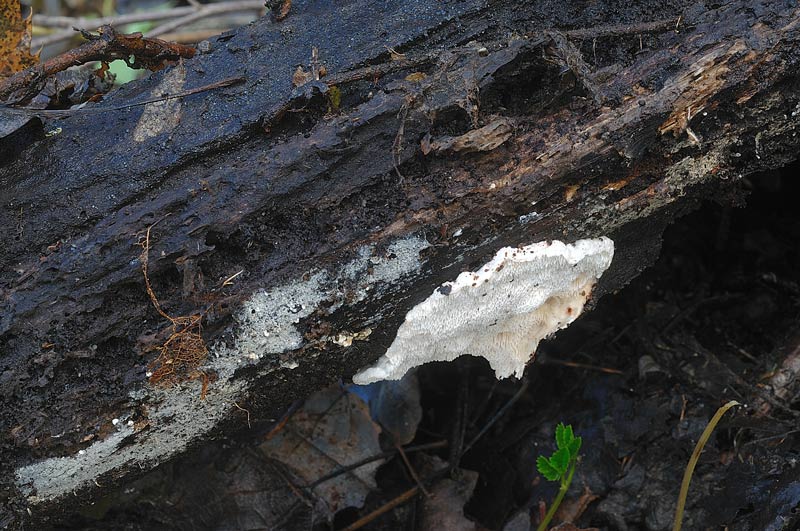 Approfondim. su crosta bianca-foto6563(Postia leucomallella)