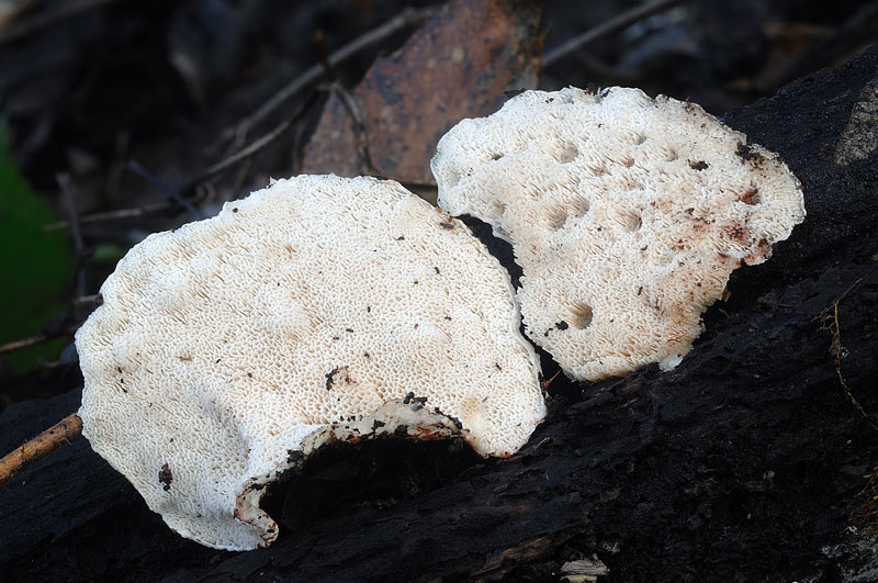 Approfondim. su crosta bianca-foto6563(Postia leucomallella)