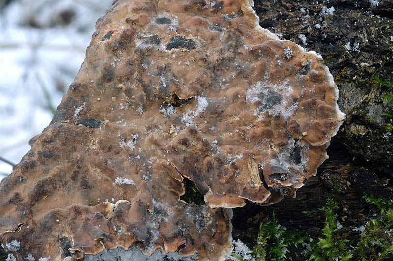 Probabile Stereum rugosum - foto 6656 (Stereum gausapatum)