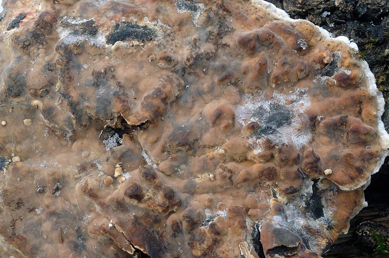 Probabile Stereum rugosum - foto 6656 (Stereum gausapatum)