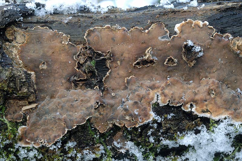 Probabile Stereum rugosum - foto 6656 (Stereum gausapatum)
