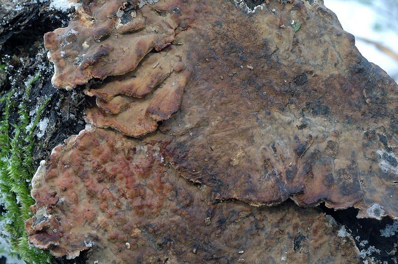 Probabile Stereum rugosum - foto 6656 (Stereum gausapatum)