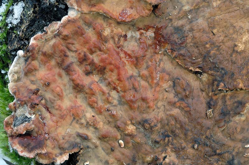 Probabile Stereum rugosum - foto 6656 (Stereum gausapatum)
