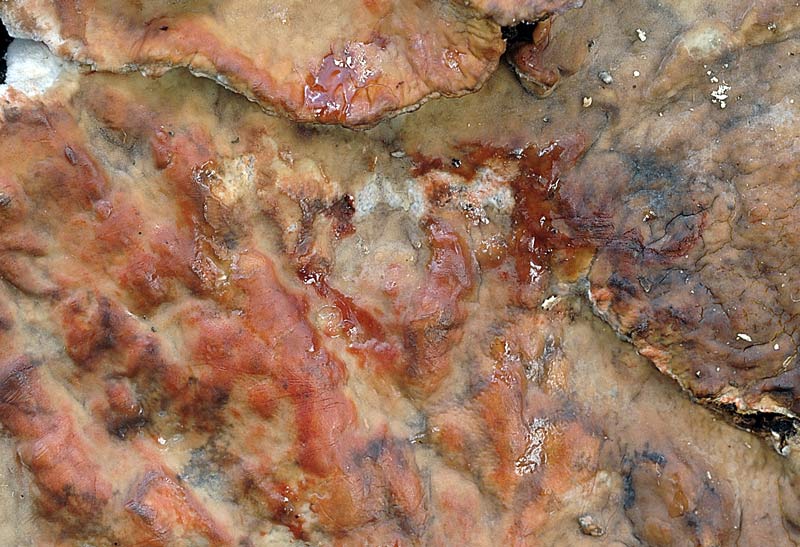 Probabile Stereum rugosum - foto 6656 (Stereum gausapatum)