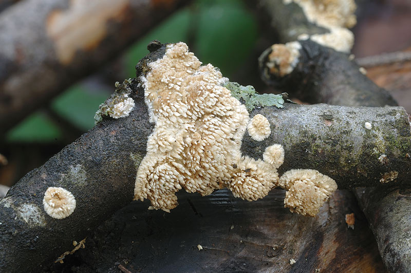 Mi viene in mente Grandinia sp -foto 6734(Hyphoderma radula)