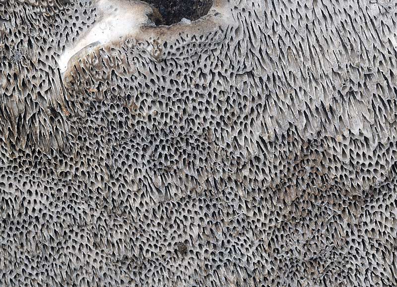 Solita Datronia mollis? - foto 6806 (Datronia mollis)