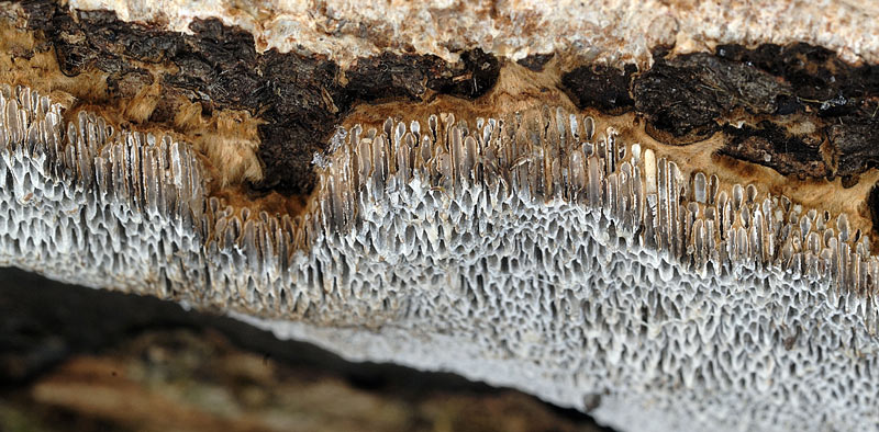 Solita Datronia mollis? - foto 6806 (Datronia mollis)
