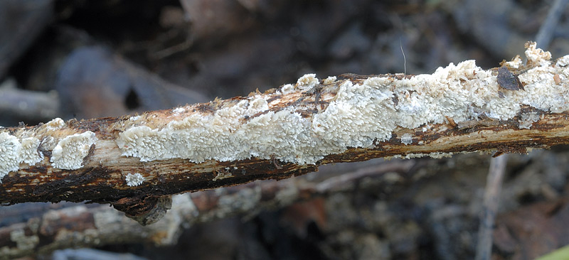 E'' poss. un Radulomyces?-foto7235 (Steccherinum ciliolatum)