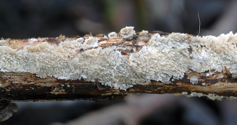 E'' poss. un Radulomyces?-foto7235 (Steccherinum ciliolatum)