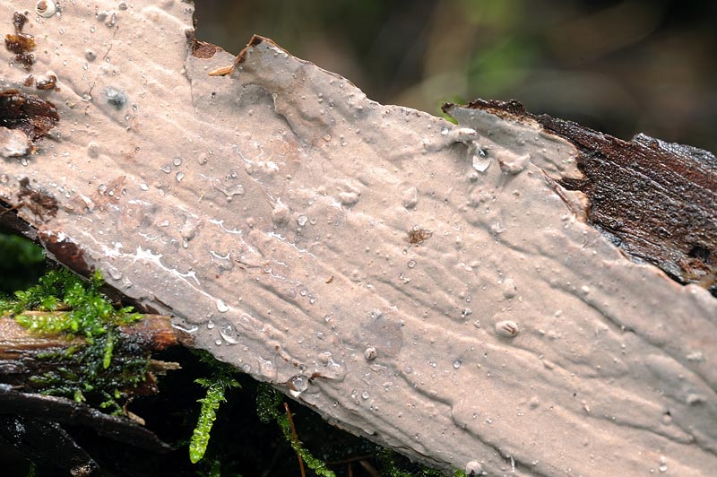 Crosta su ginepro - foto 8728 (Amylostereum laevigatum)