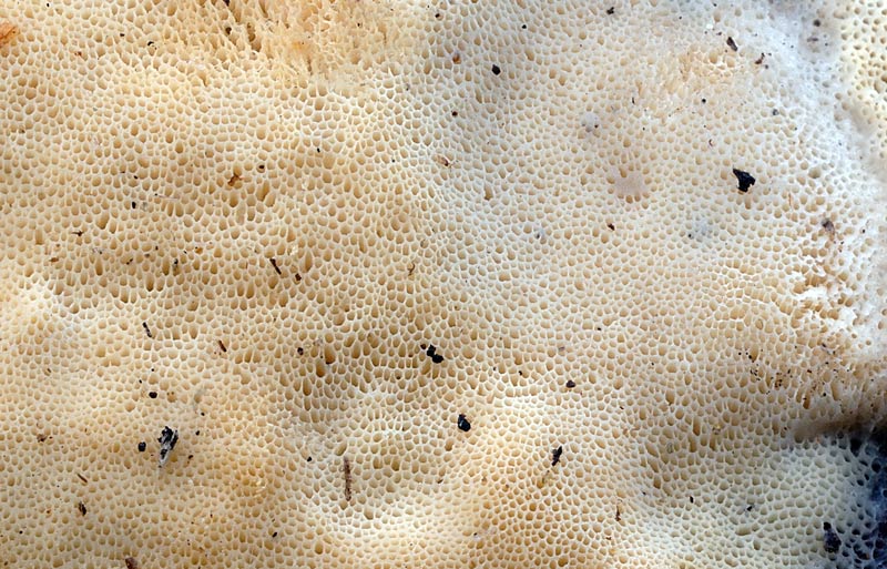 Alcuni scatti di cose gia viste