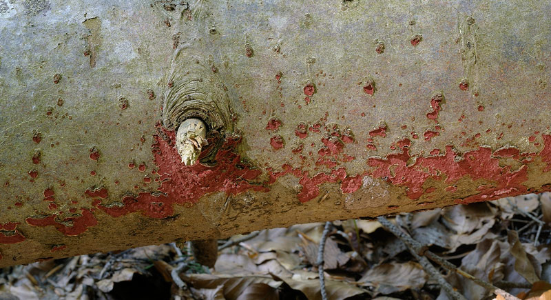 Guardate quant''è rossa - foto 9707 (Hymenochaete cruenta)