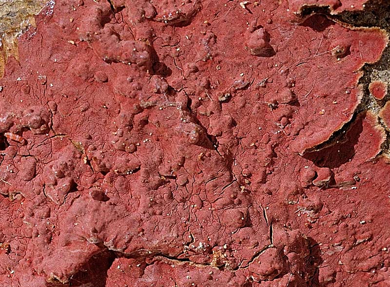 Guardate quant''è rossa - foto 9707 (Hymenochaete cruenta)