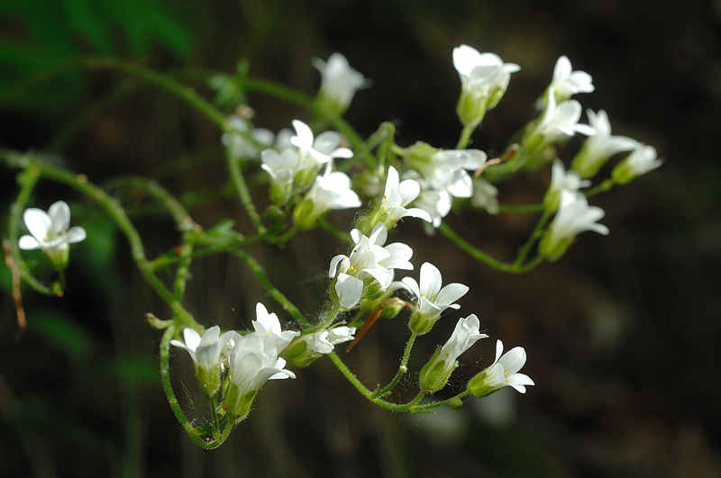 Forse Skeletocutis nivea? - foto 0869 (Coriolopsis gallica)