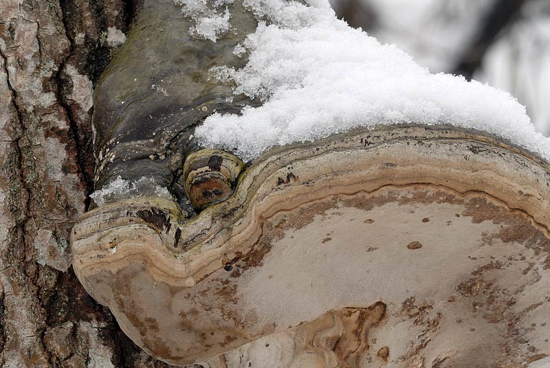 Auguri (Panerochaete magnoliae)