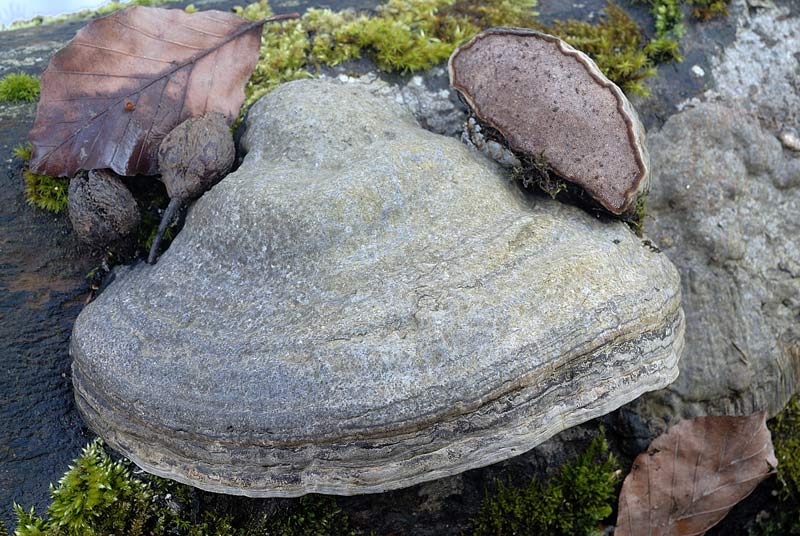 Un Fomes tra la neve (Fomes fomentarius)