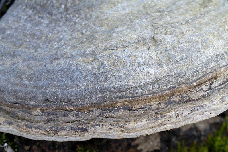 Un Fomes tra la neve (Fomes fomentarius)