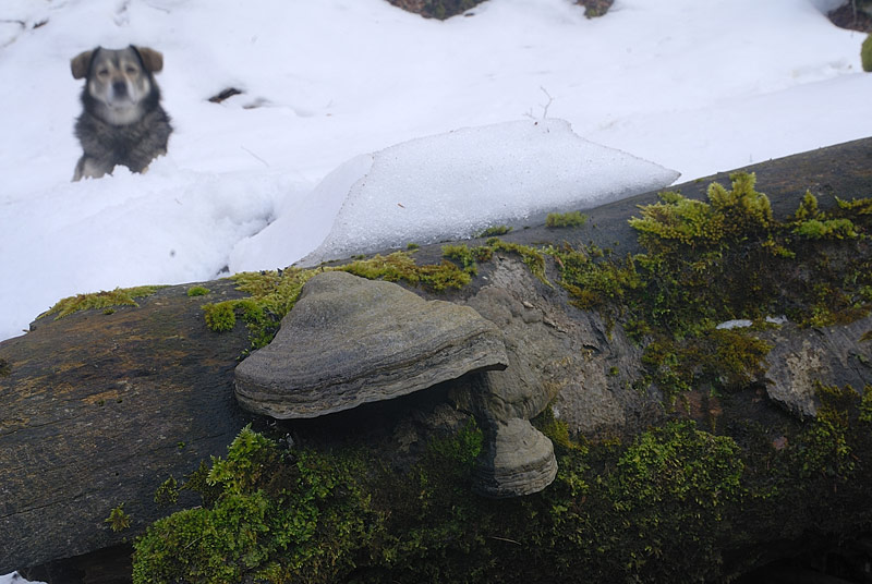 Un Fomes tra la neve (Fomes fomentarius)