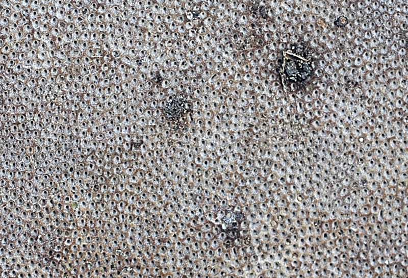 Un Fomes tra la neve (Fomes fomentarius)