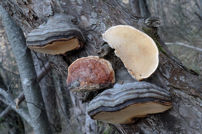 Ignoto 2.... (Fomitopsis pinicola)