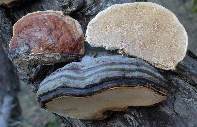Ignoto 2.... (Fomitopsis pinicola)