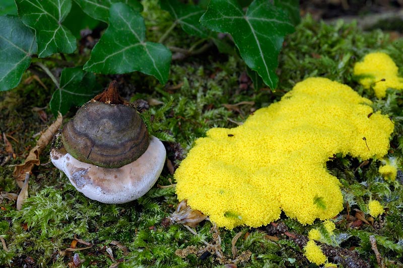 Ho trovato...la misura (Ganoderma adspersum)