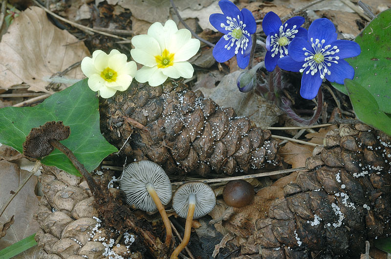 Per salutarvi......Gloeoporus taxicola