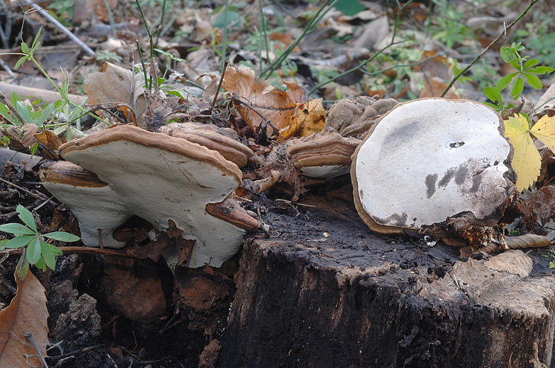 Probabile Ganoderma adspersum-foto6463(Ganoderma adspersum)