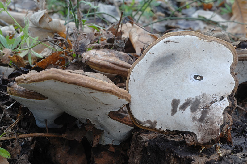 Probabile Ganoderma adspersum-foto6463(Ganoderma adspersum)