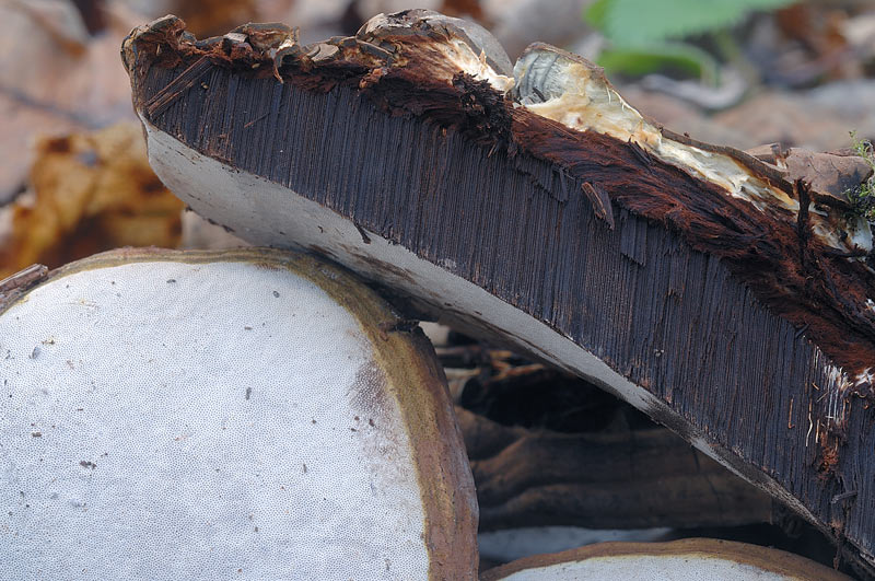 Probabile Ganoderma adspersum-foto6463(Ganoderma adspersum)