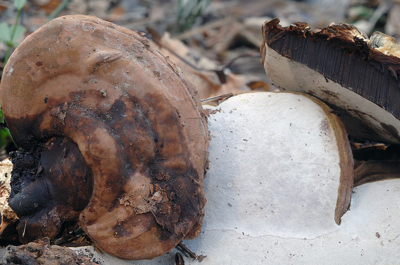 Probabile Ganoderma adspersum-foto6463(Ganoderma adspersum)