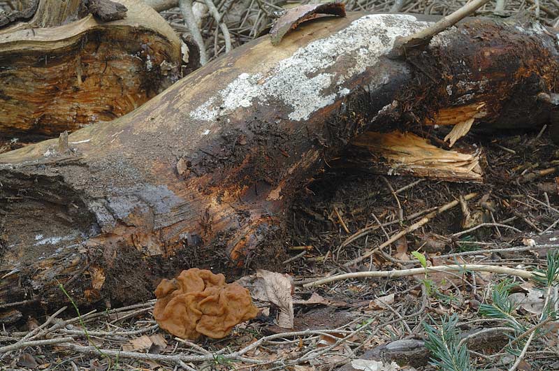Due croste forse una su abete-foto0555(Hyphoderma setigerum)