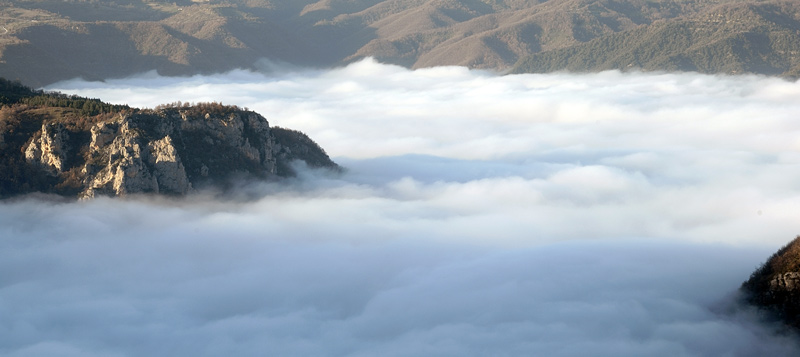 Phellinus da determinare - foto 5985