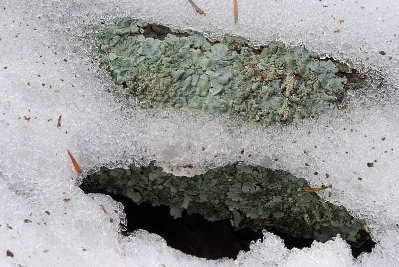 Dico bene se dico Lobaria pulmonaria?
