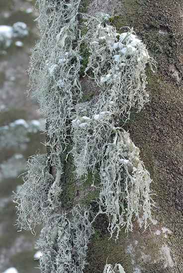 Conferma per Anaptychia ciliaris
