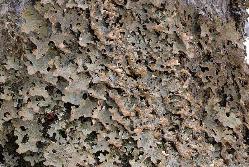 Dico bene se dico Lobaria pulmonaria?