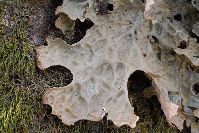 Dico bene se dico Lobaria pulmonaria?