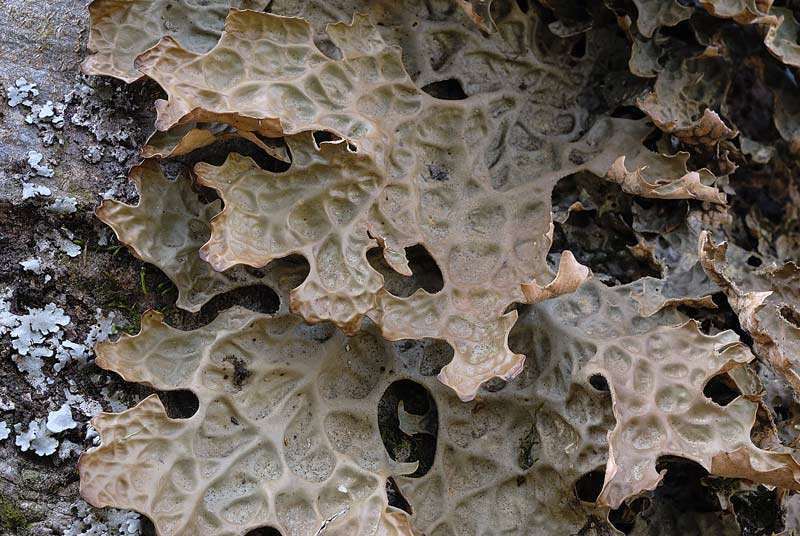 Dico bene se dico Lobaria pulmonaria?