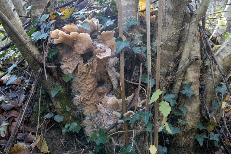 Lignicolo da determinare (Merulius tremellosus)